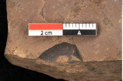 Foto (Detailsansicht) von Quercus palaeoilex Ettingshausen (NHMW-GEO-2024-0188-0974)